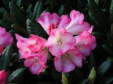 Rhododendron 'Apple Brandy' 8L (102957) 8L