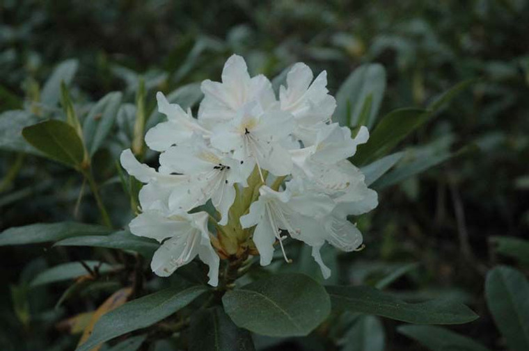 Rhododendron 'Cunningham's Whi 6L (102971) 6L