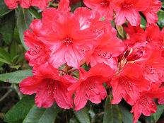 Rhododendron 'Vulcan's Flame' 8L (103017) 8L