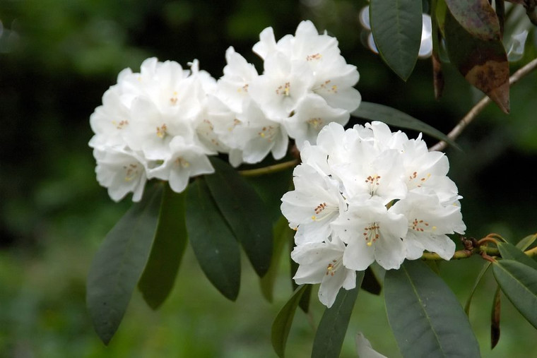 Rhododendron 'Yak Helene Schif 8L (103019) 8L