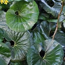 Ligularia reniformis 2L (100494) 14cm