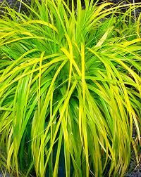 Carex oshimensis 'Everillo' 1.5L