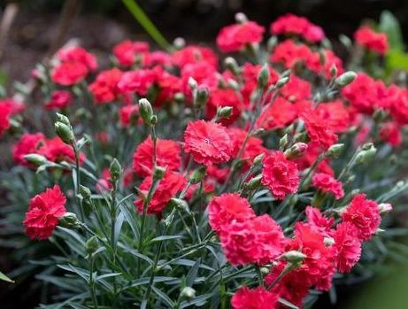 Dianthus 'Scarlet Delight' 9cm