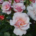 Rose 'Smitten' 4.7L