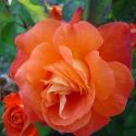 Rose 'Christchurch' 4.7L