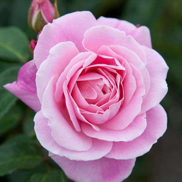 Rose 'Wise Woman' 4.7L