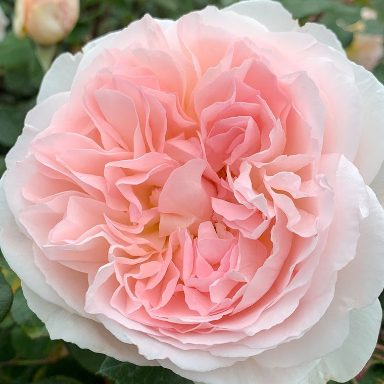 Rose 'Fairytale Magic' 4.7L
