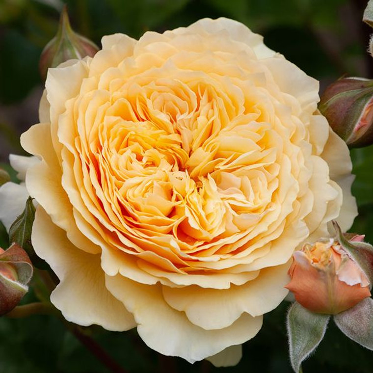 Rose 'Hokey Pokey' 4.7L