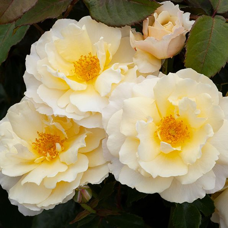 Rose 'My Precious' 4.7L