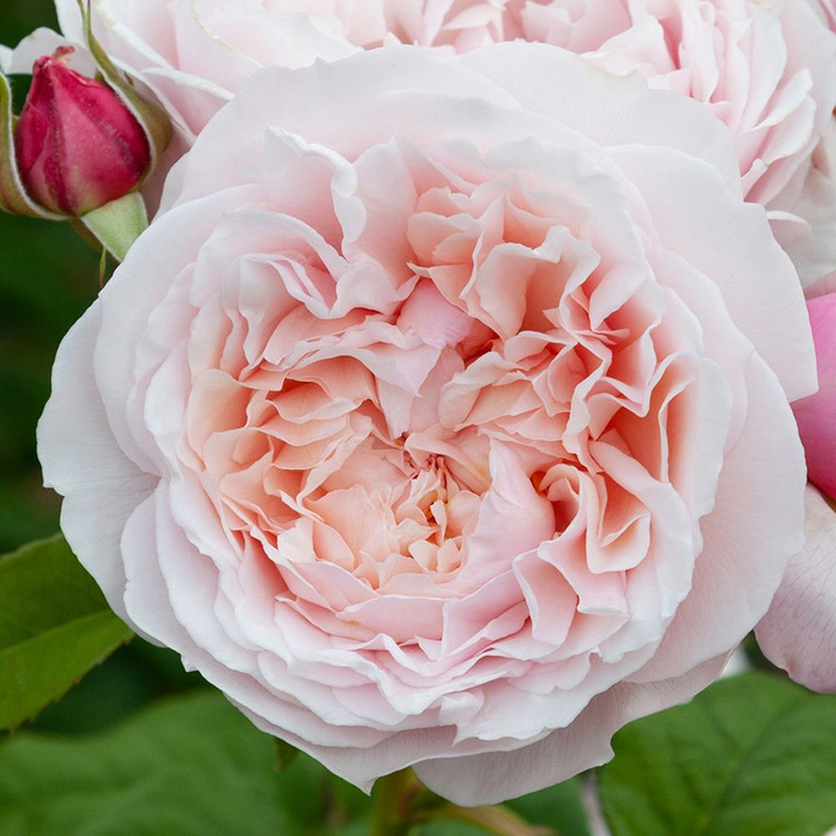 Rose 'Samantha Jean' 4.7L