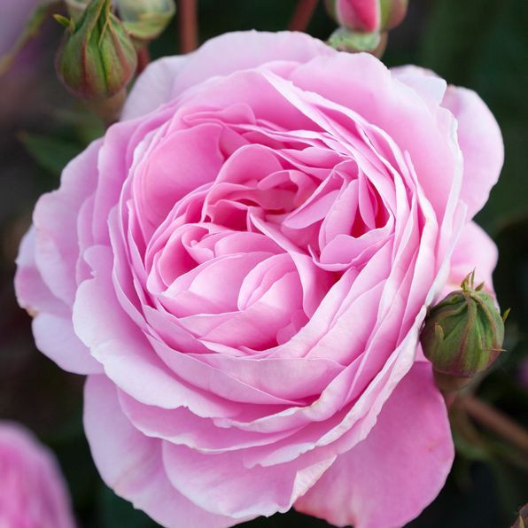 Rose 'Pink Ribbon' - Patio Sta 4.7L