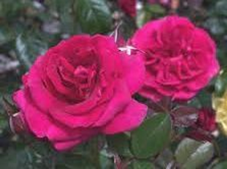 Rose 'Grandmas Rose' - Patio S 6L