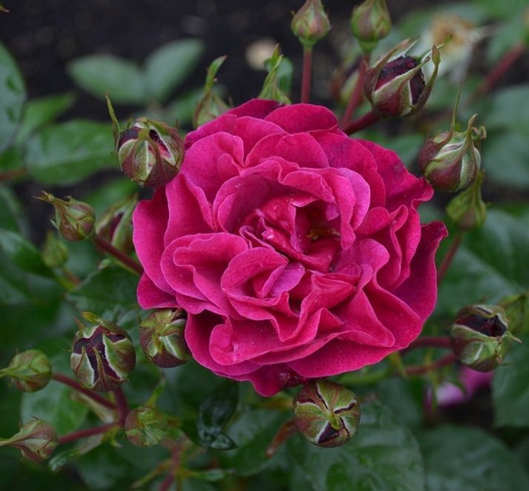 Rose 'Mulberry Wine' - Patio S 6L