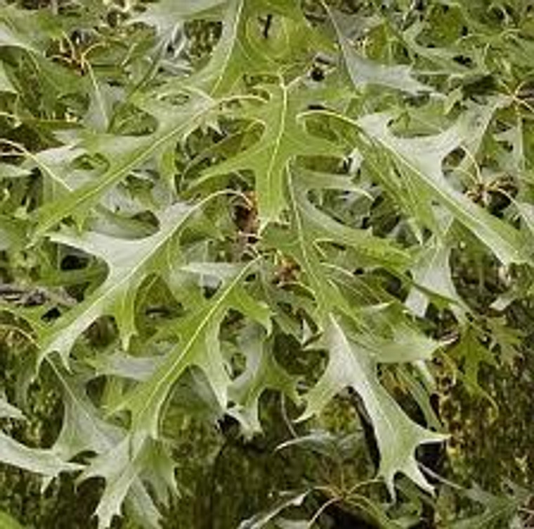 Quercus palustris PB18 (103448) PB18