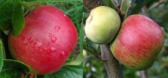 Apple Dual 'Hetlina/Montys Sur PB18