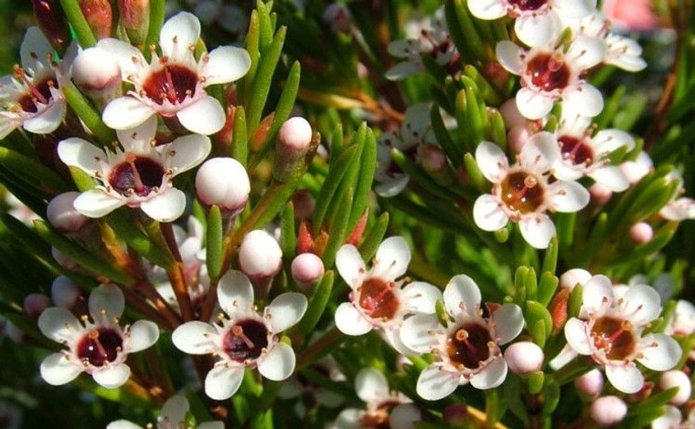 Chamaelaucium floriferum 1.5L