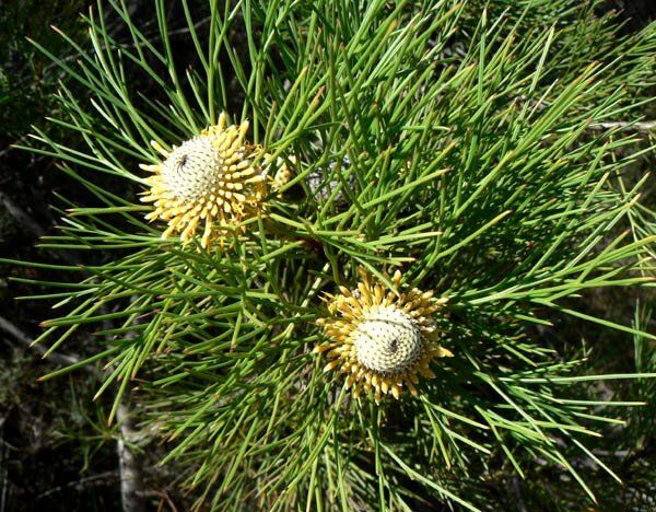 Isopogon anethifolius 1.5L