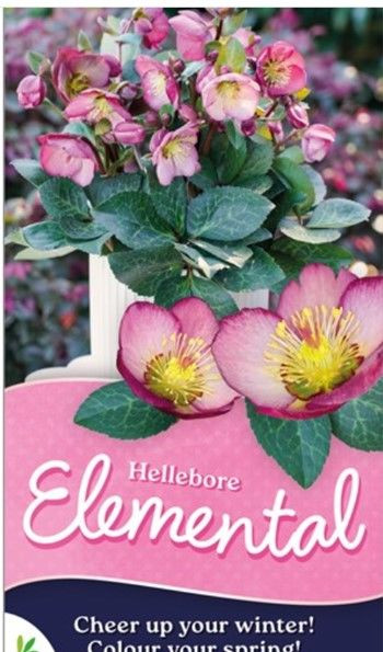 Helleborus 'Elemental' 2.5L