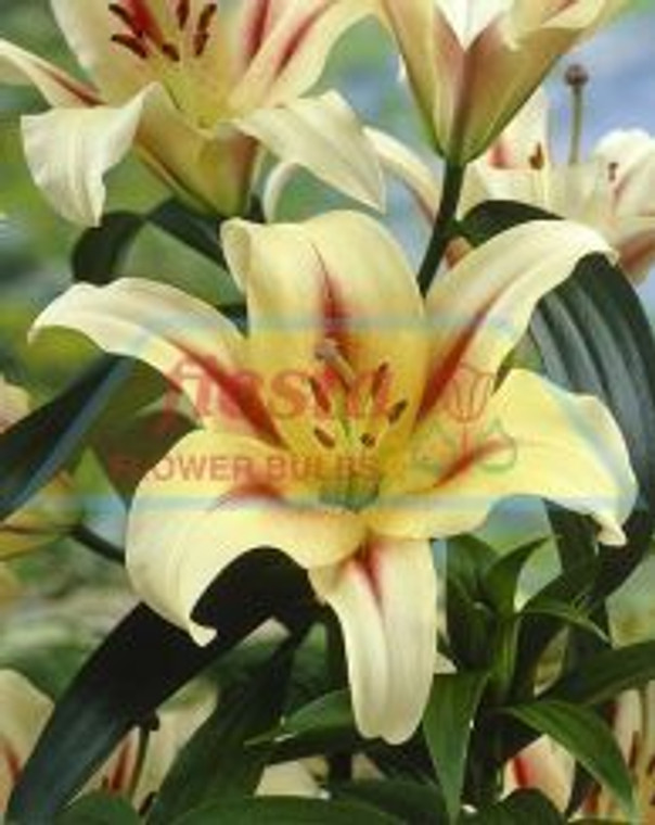 Lilium Oriental 'Nymph'