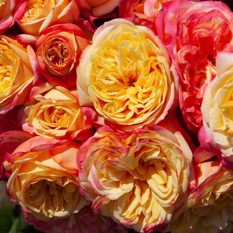 Rose 'Piece Of Cake' 4.7L