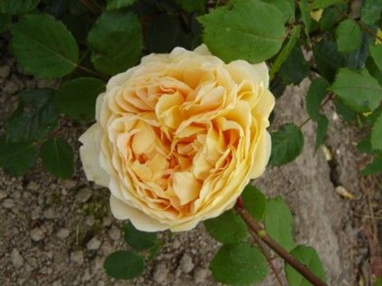 Rose 'Golden Celebration' 4.7L