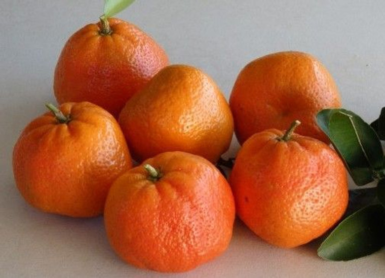 Citrus 'Mandarin Afourer' PB12