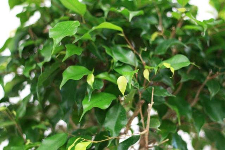 Ficus benjamina 8L