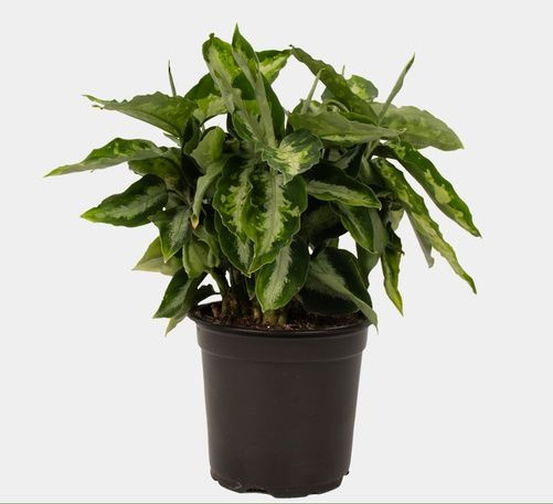 Aglaonema 'Pictum' 12cm