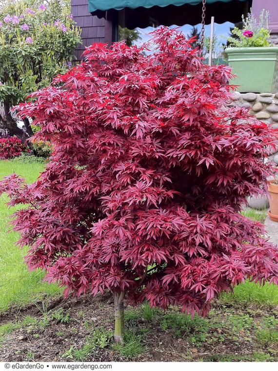 Acer palmatum 'Shaina' 6L (111817) 6L (103566) 6L