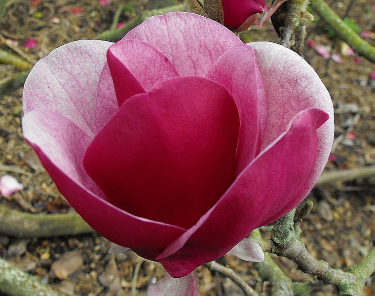 Magnolia 'Cameo' PB18