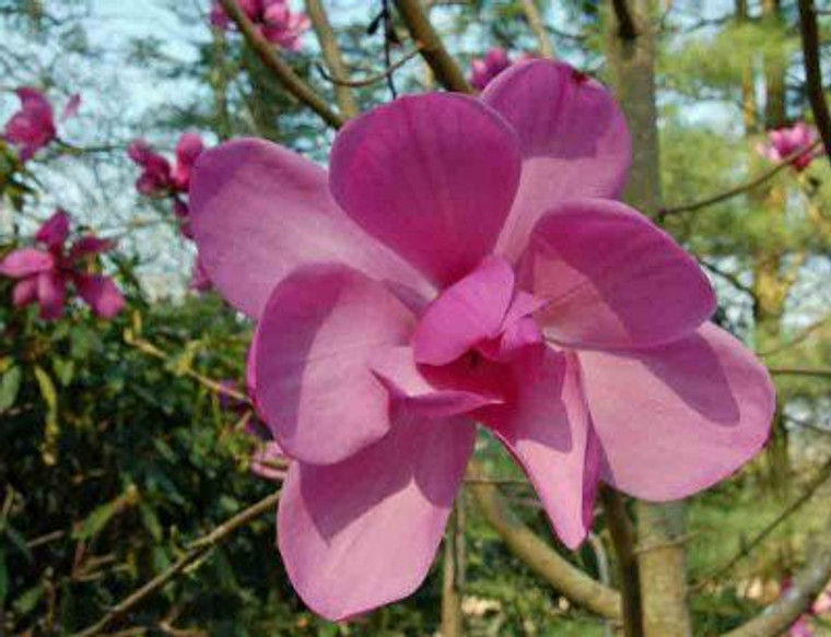 Magnolia campbellii 'Lanarth' PB18