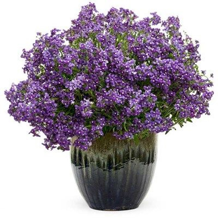 Nemesia Innocence 'Bluebird' 1.5L