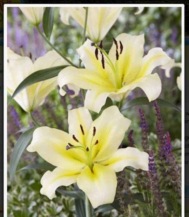 Lilium - Oriental 'Catina'