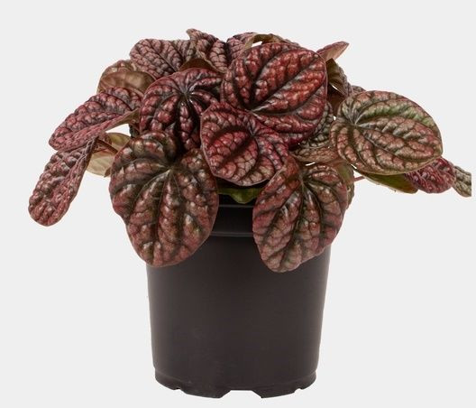 Peperomia 'Red Burbella' 14cm