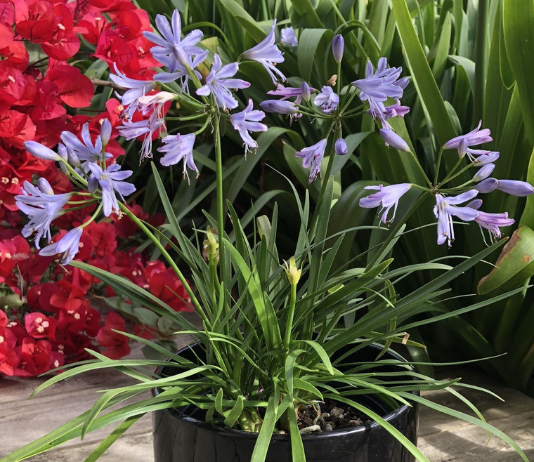 Agapanthus 'Mini Me' 1.5L