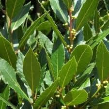 Laurus 'Tuscan Tower' 3.5L