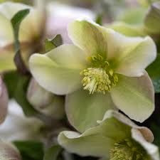 Helleborus 'Diamonfire' 1.5L