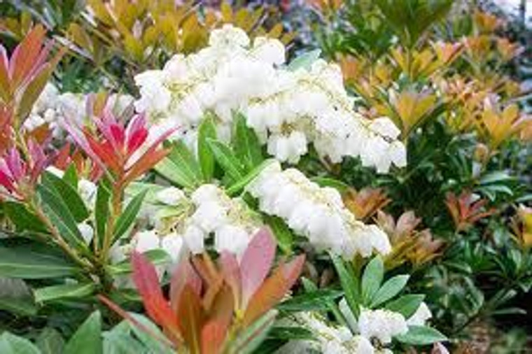 Pieris ryukuensis 'Temple Bell PB8