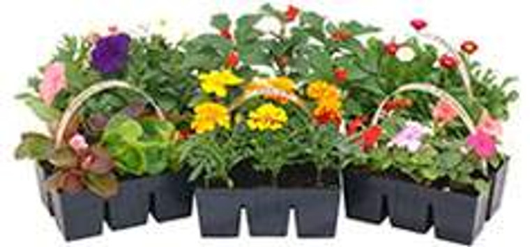Super 6 Pack Flowers