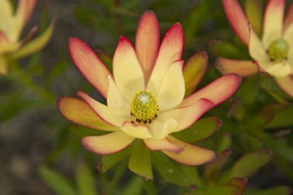 Leucadendron 'Cream Bun' 1.5L