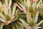 Leucadendron 'Julie' 3.5L (103786) 1.5L