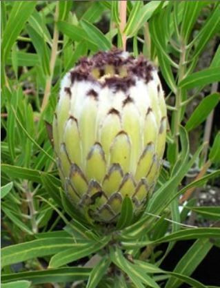 Protea neriifolia 'Alba' 3.5L (103794) 3.5L