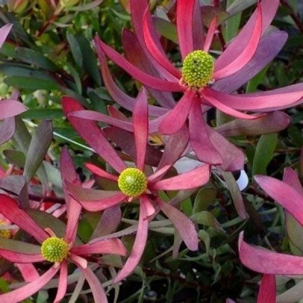 Leucadendron 'Plum Supreme' 1.5L