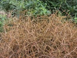 Copromsa rugosa 'Lobster' 2L