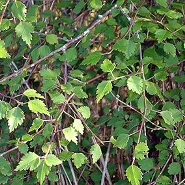 Plagianthus regius GOL