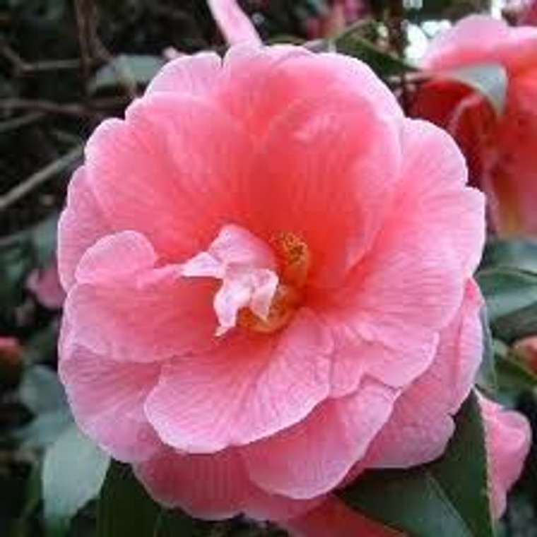 Camellia hybrid 'Donation' 3.5L