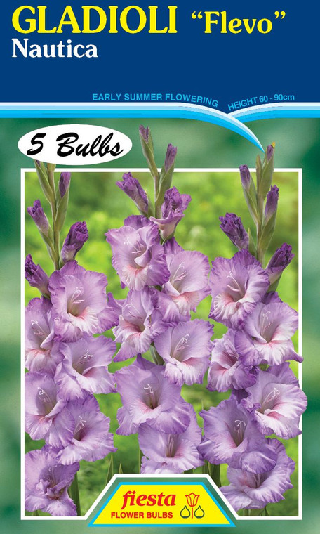 Gladioli Flevo 'Nautica' 5's