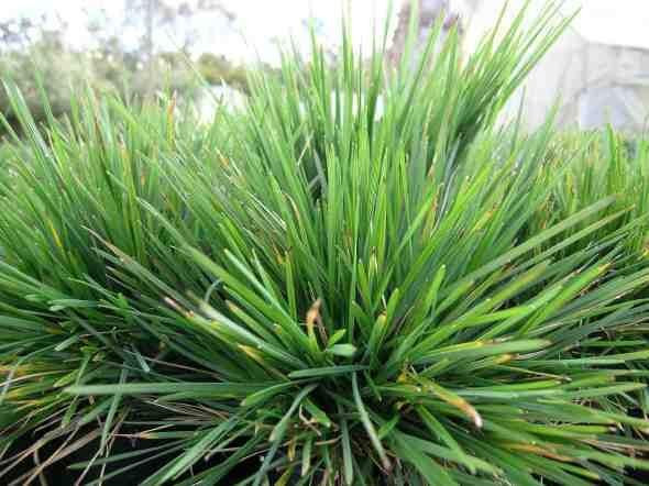 Lomandra 'Echidna' 2L (115526) 2L