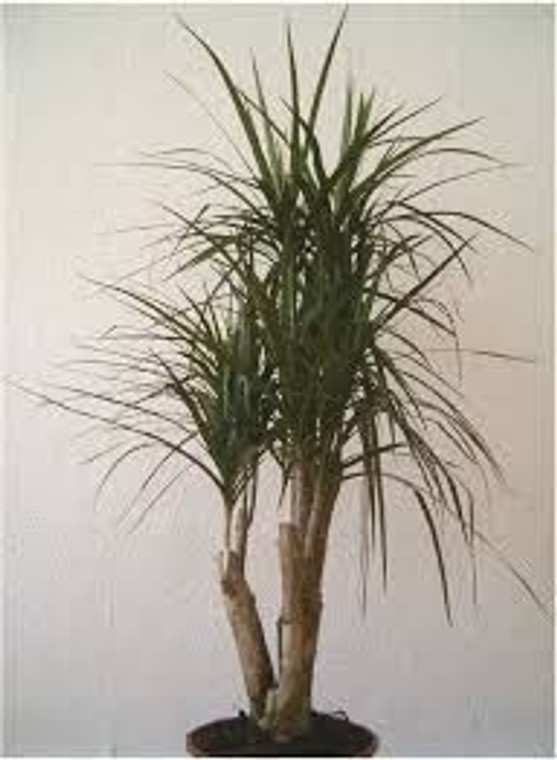 Dracaena marginata 17cm