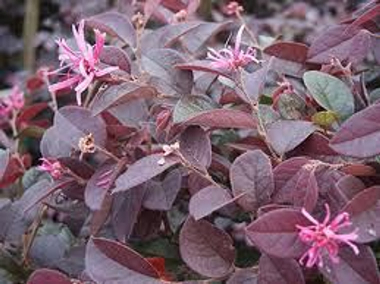 Loropetalum c 'Burgundy' - Std 10L (1201022) 10L
